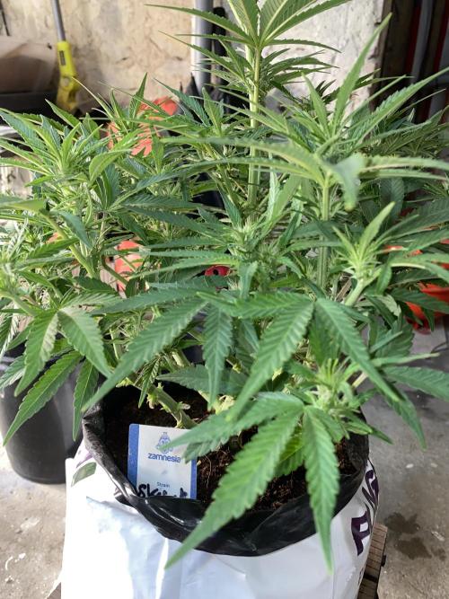 Luke Skywalker?. Week 7