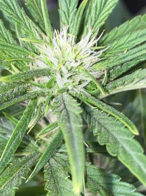 Luke Skywalker?. Week 7