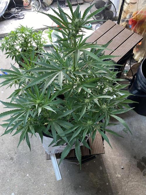 Luke Skywalker?. Week 7