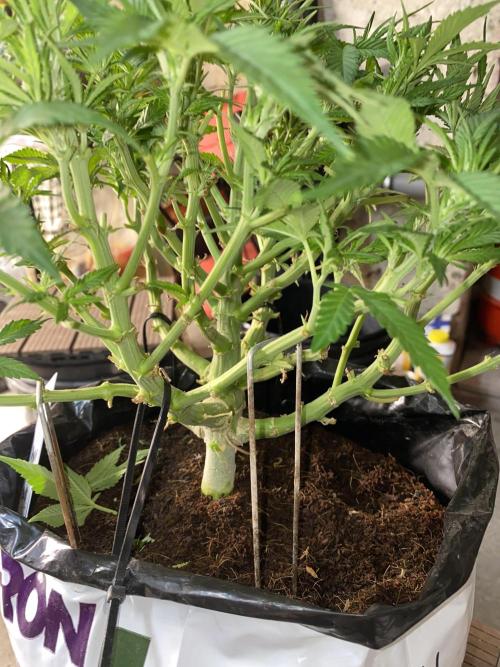Diablos delight. Week 8