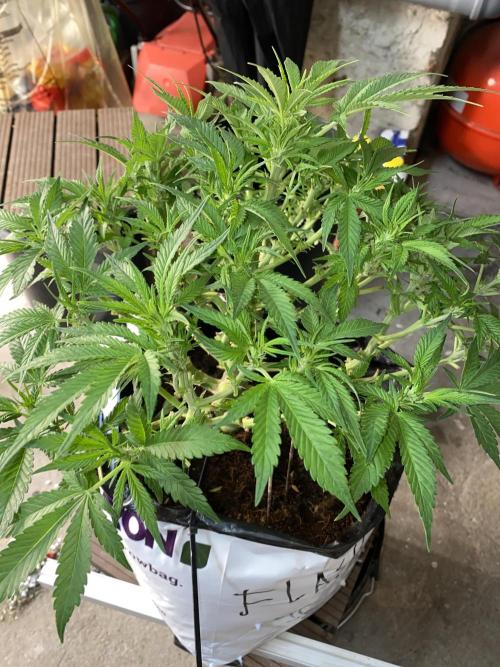 Diablos delight. Week 8