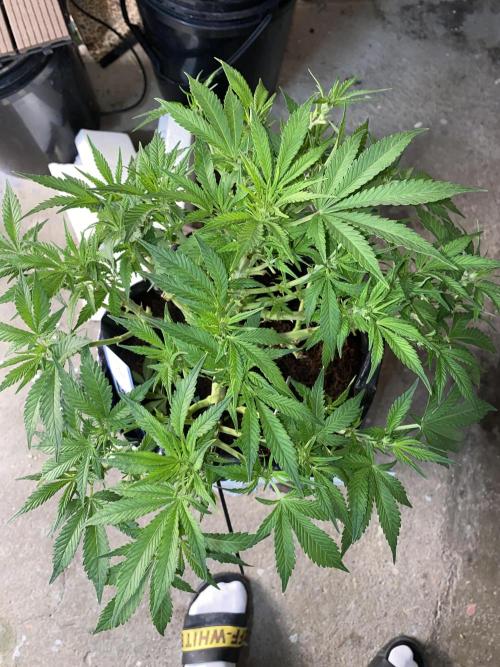 Diablos Delight's XL Auto. Week 8
