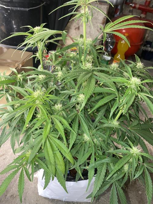 Luke Skywalker?. Week 8