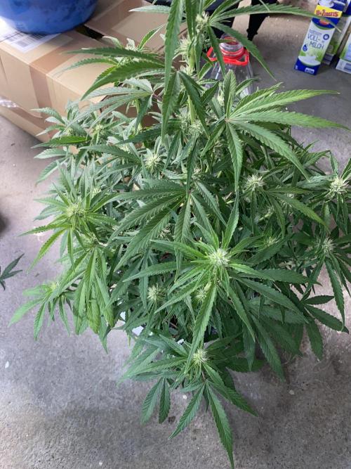 Luke Skywalker?. Week 8