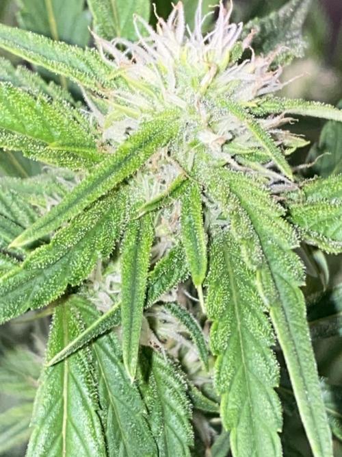 Luke Skywalker?. Week 8