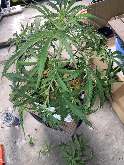 New Strain v2. Week 7