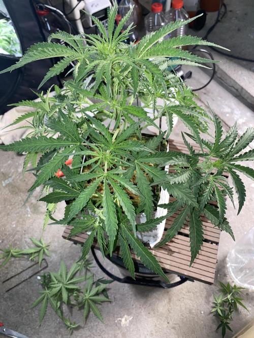 New Strain v2. Week 7