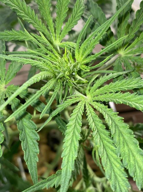 New Strain v2. Week 7