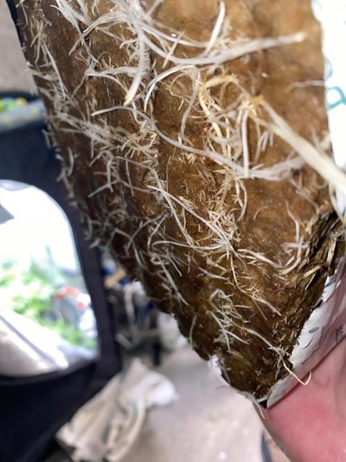 New Strain v2. Week 7