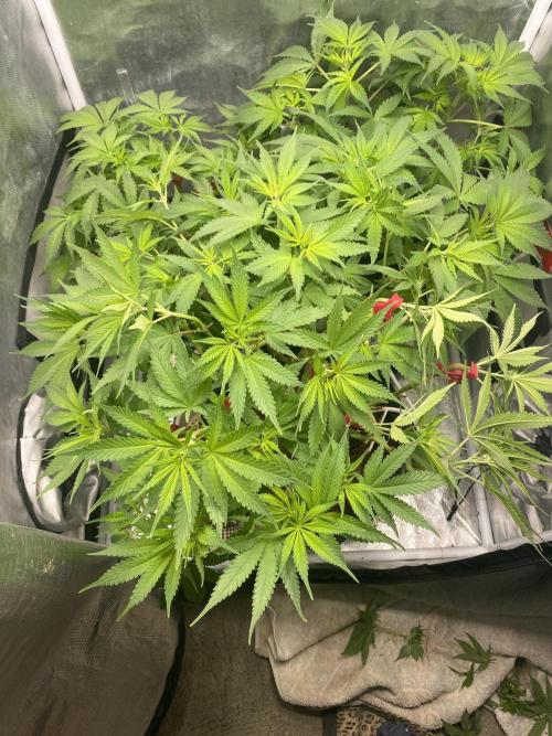HFCS test run 5. Week 9