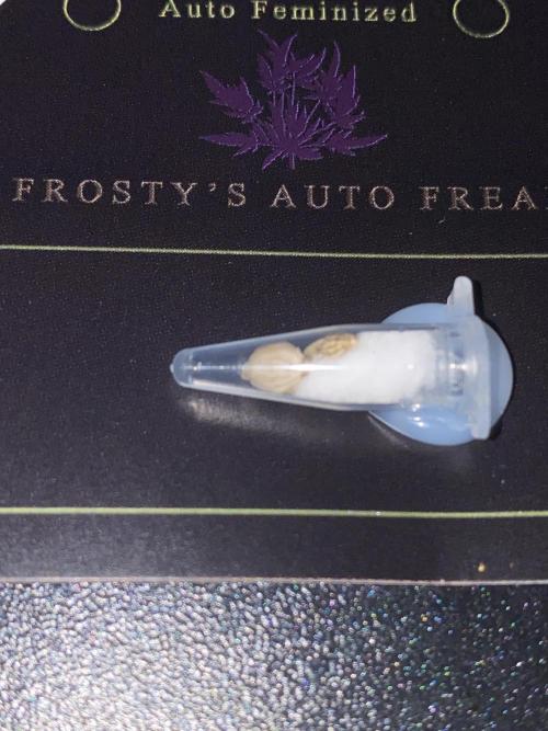 Frostys Freak goes Purple. Week 0
