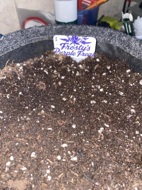 Frostys Freak goes Purple. Week 0