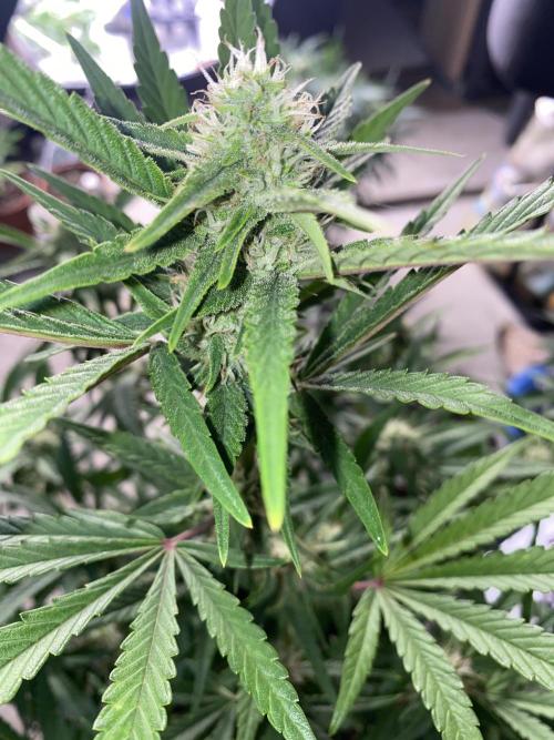 Luke Skywalker?. Week 9