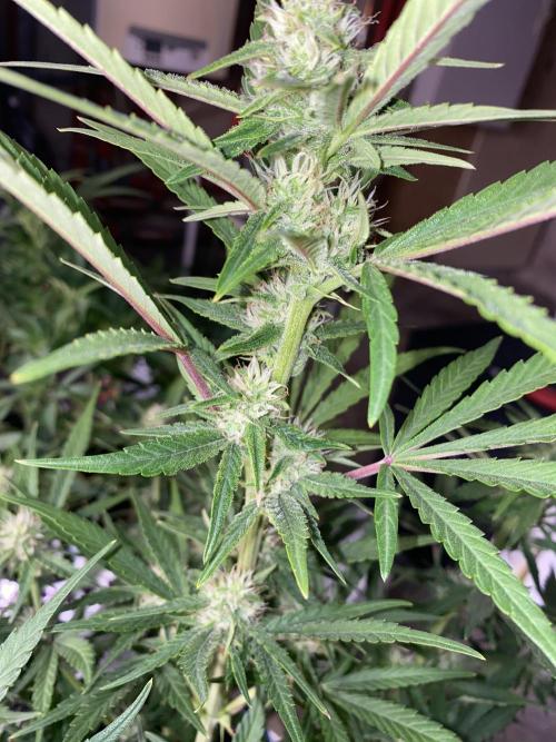 Luke Skywalker?. Week 9