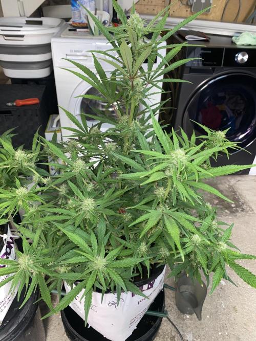Luke Skywalker?. Week 9