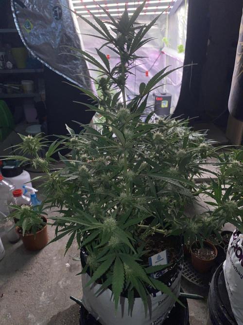 Luke Skywalker?. Week 9