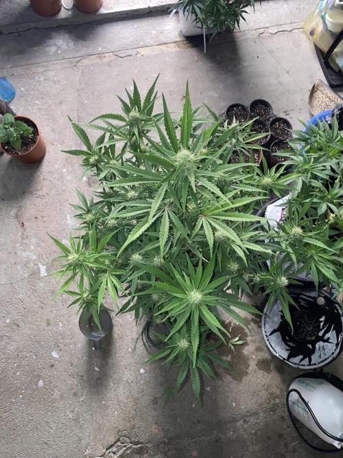 Luke Skywalker?. Week 9