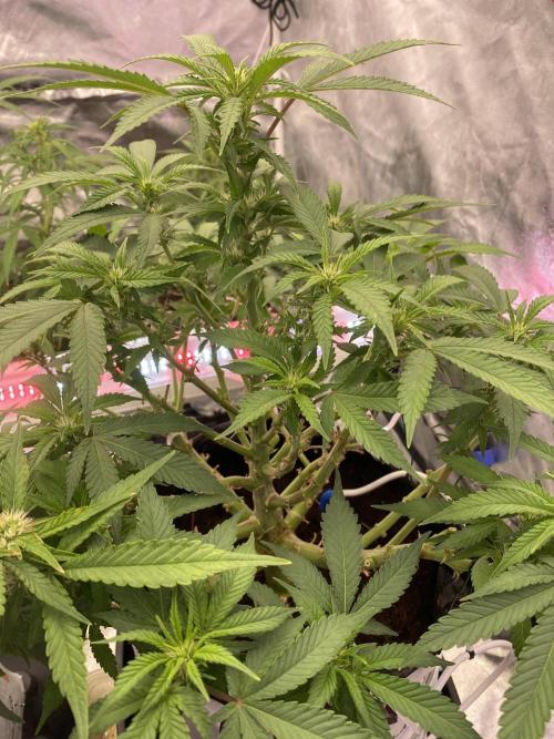 Diablos delight. Week 9