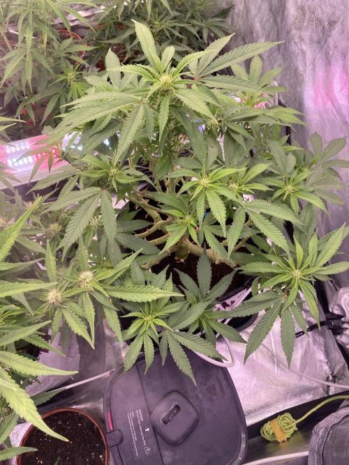 Diablos delight. Week 9