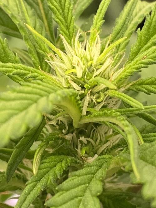 Diablos Delight's XL Auto. Week 9