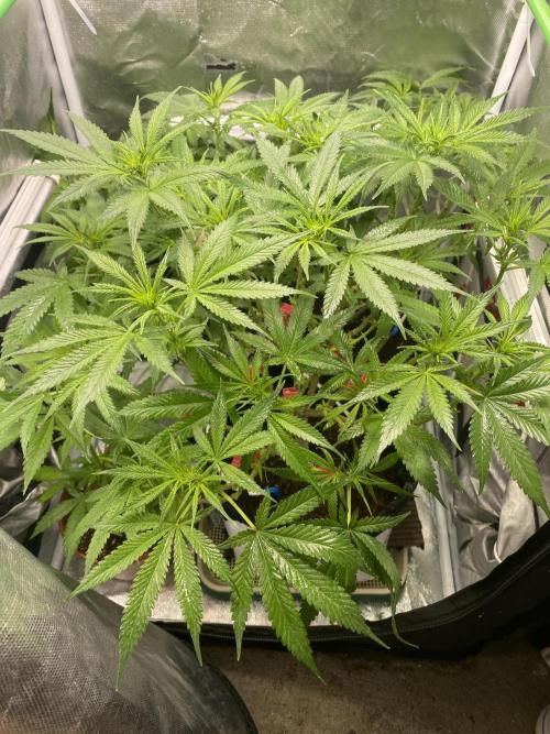 HFCS test run 5. Week 10