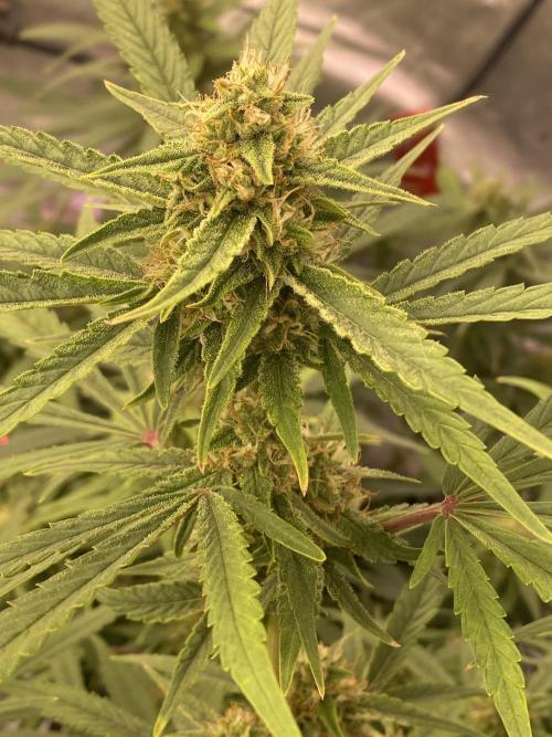Luke Skywalker?. Week 10