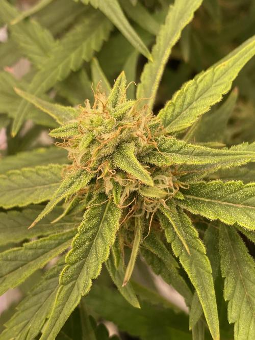 Luke Skywalker?. Week 10