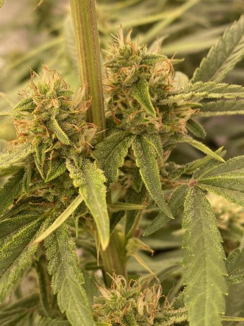 Luke Skywalker?. Week 10