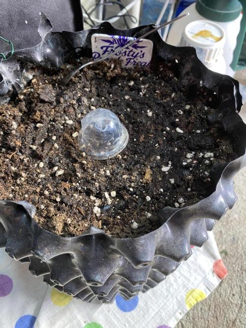 Frostys Freak goes Purple. Week 1 - Day 1: seed transpl ant  in a 9l airpot +1tbs Dynomyco