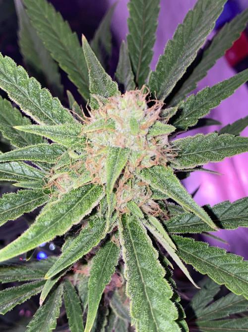 Luke Skywalker?. Week 10