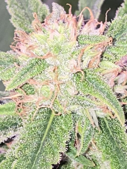 Luke Skywalker?. Week 10