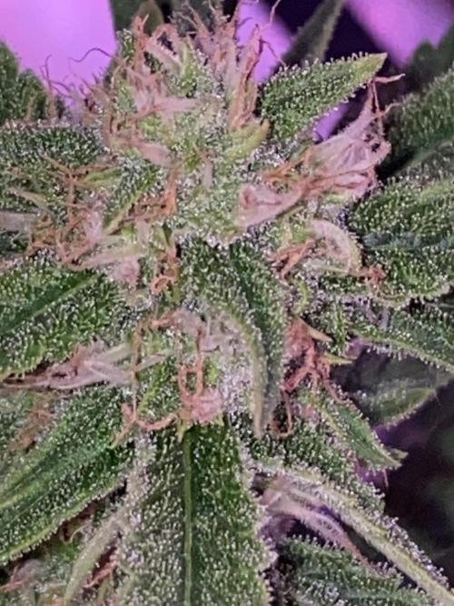 Luke Skywalker?. Week 10