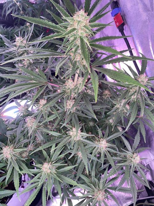 Luke Skywalker?. Week 10