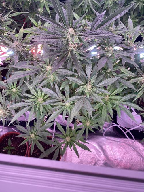 Diablos delight. Week 10