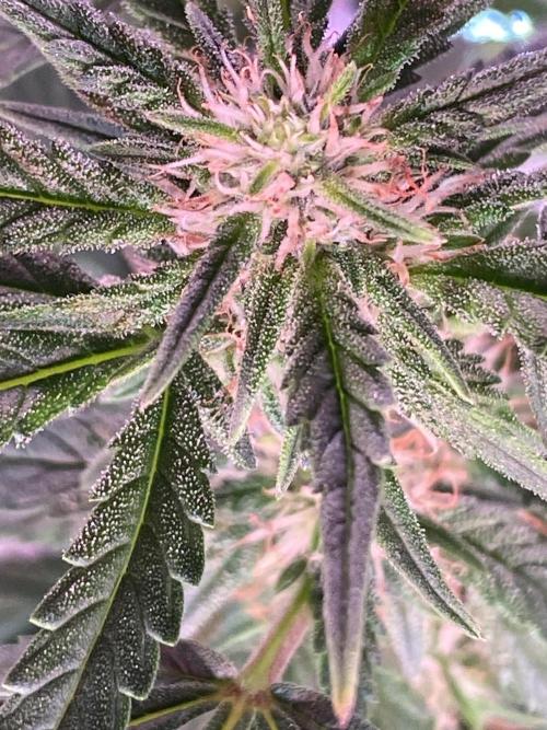 Diablos delight. Week 10