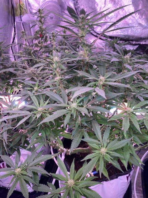 Diablos delight. Week 10