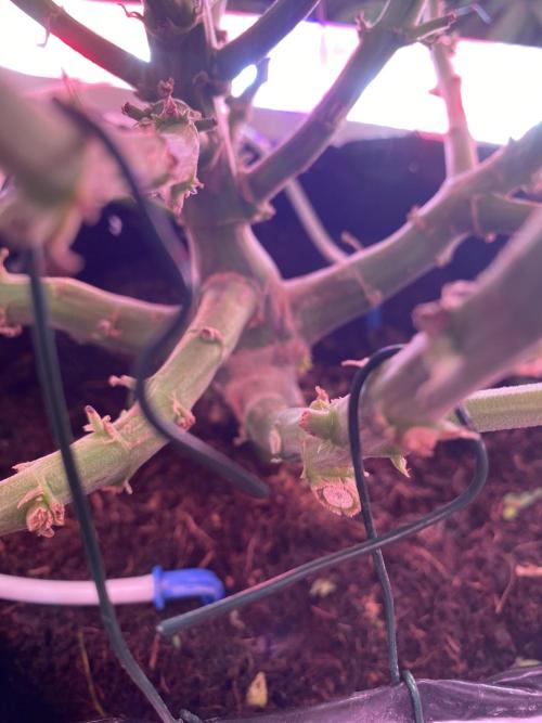Diablos delight. Week 10