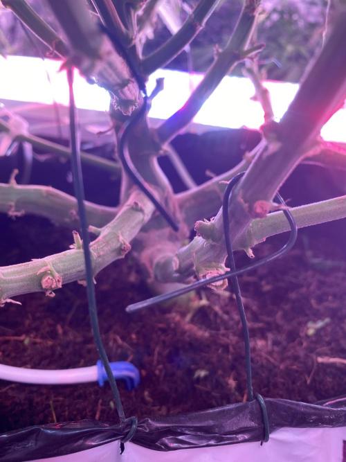 Diablos delight. Week 10