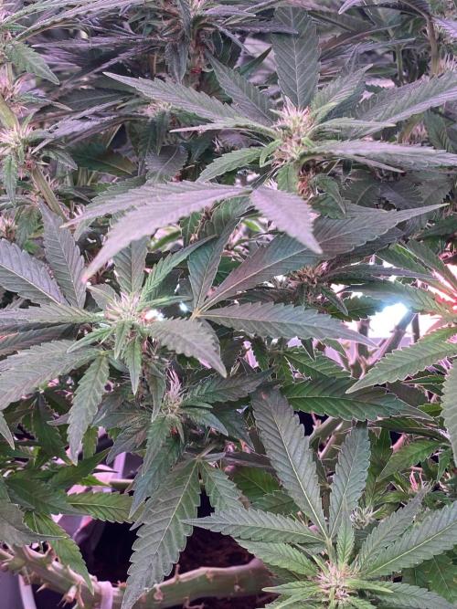 Diablos Delight's XL Auto. Week 10
