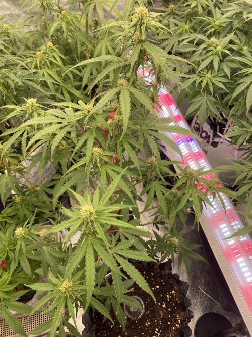 New Strain v2. Week 8