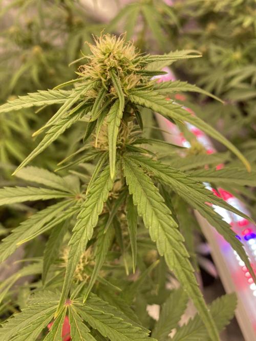 New Strain v2. Week 8
