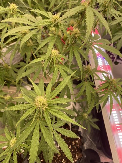New Strain v2. Week 8