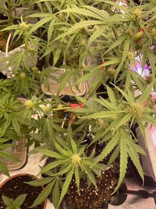 New Strain v2. Week 8