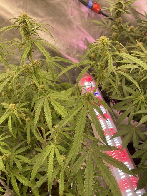 New Strain is coming. Week 6
