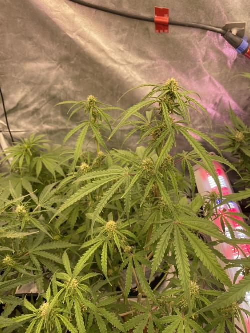 New Strain is coming. Week 6