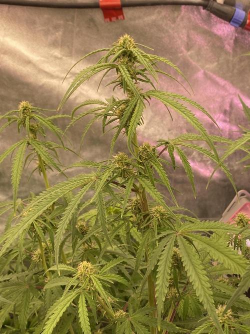 New Strain v3. Week 7