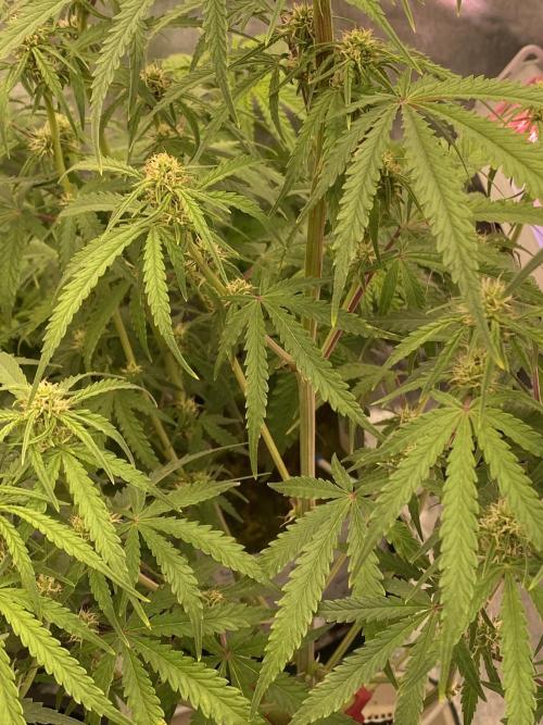 New Strain v3. Week 7