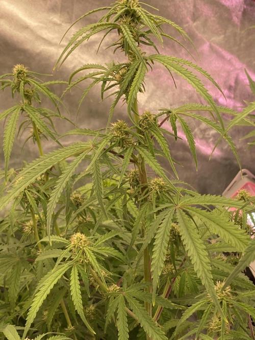New Strain v3. Week 7