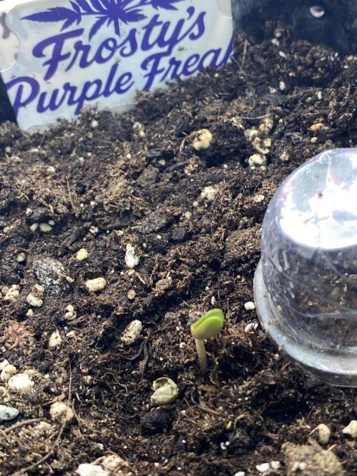 Frostys Freak goes Purple. Week 1 - Day2: The little Beast is here 