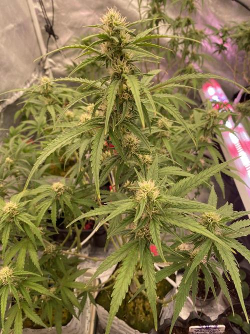 New Strain v3. Week 7